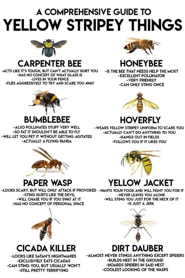 hornet and wasp nest removal services