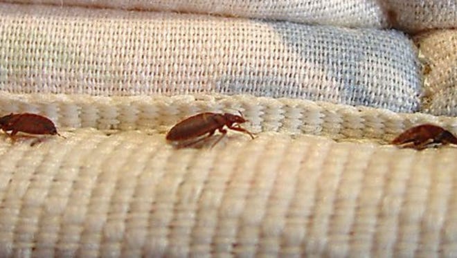 bed bug treatment near me