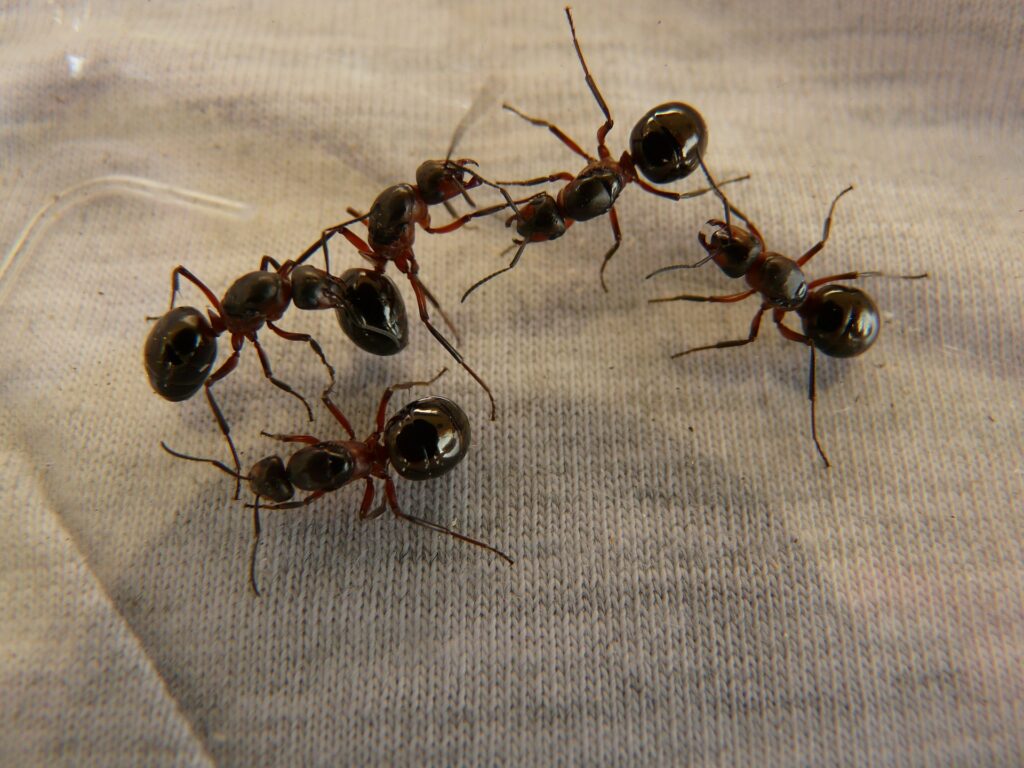 ant pest control near me