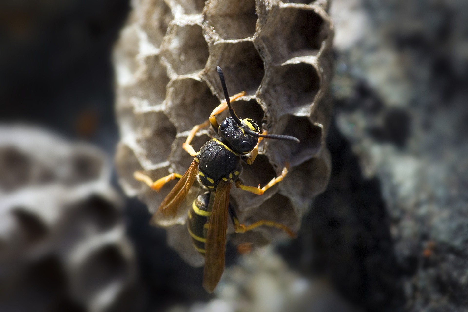 wasp pest control