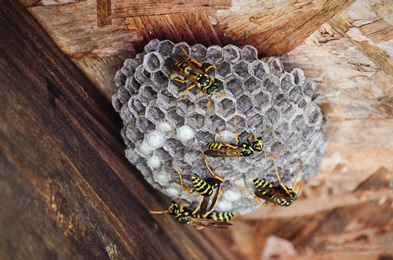 wasp hornet removal near me