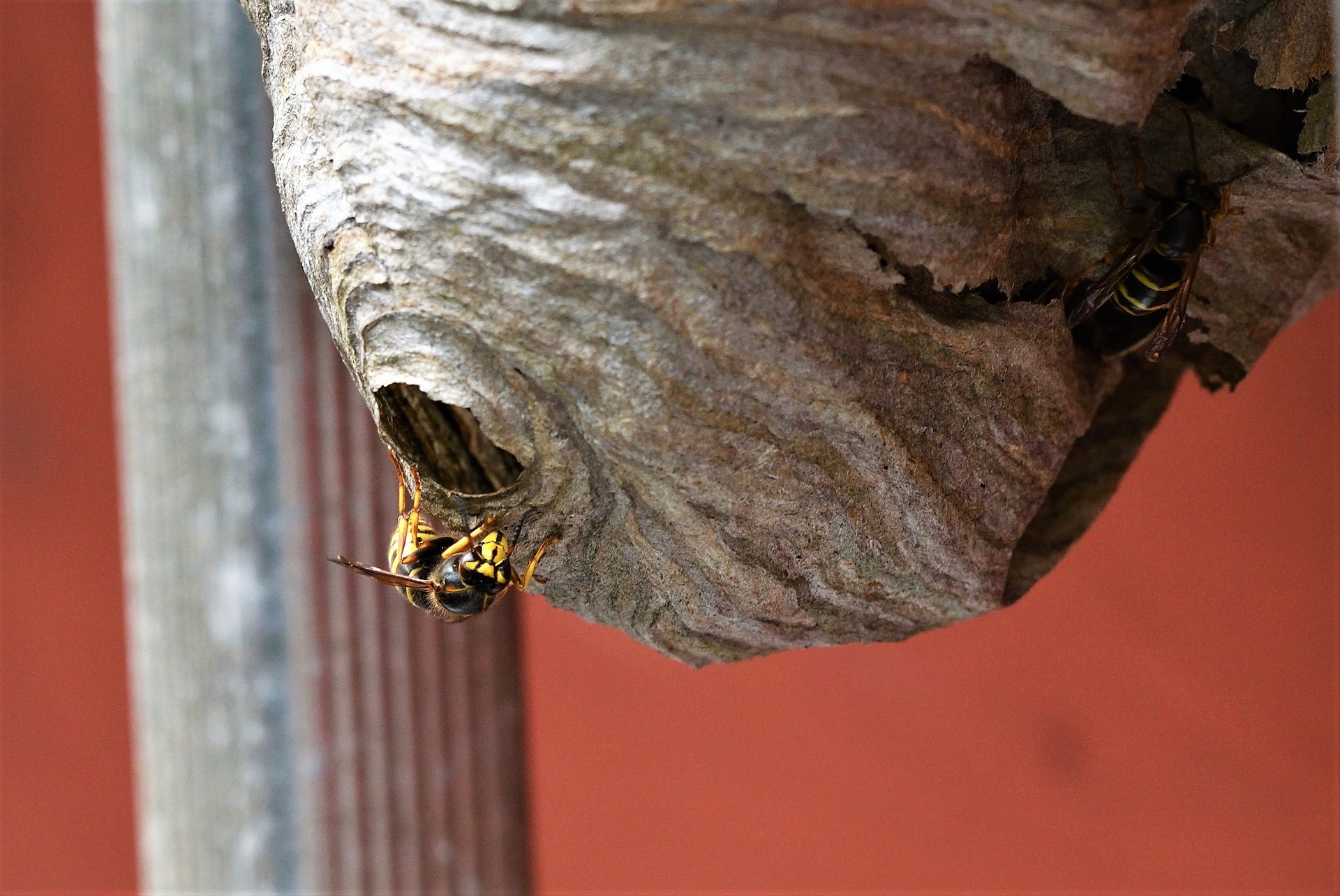 wasp exterminators in my area