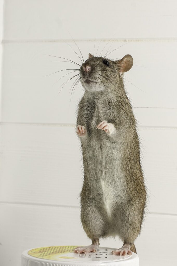 rat exterminator near me