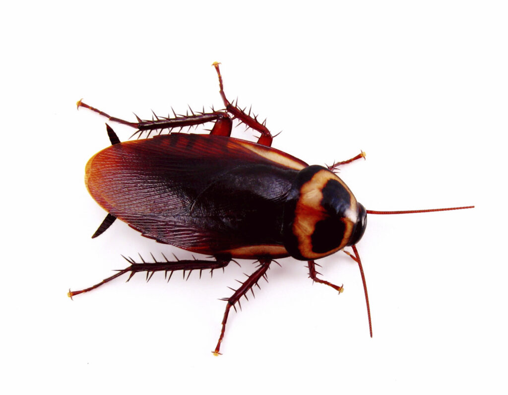 The American Cockroach