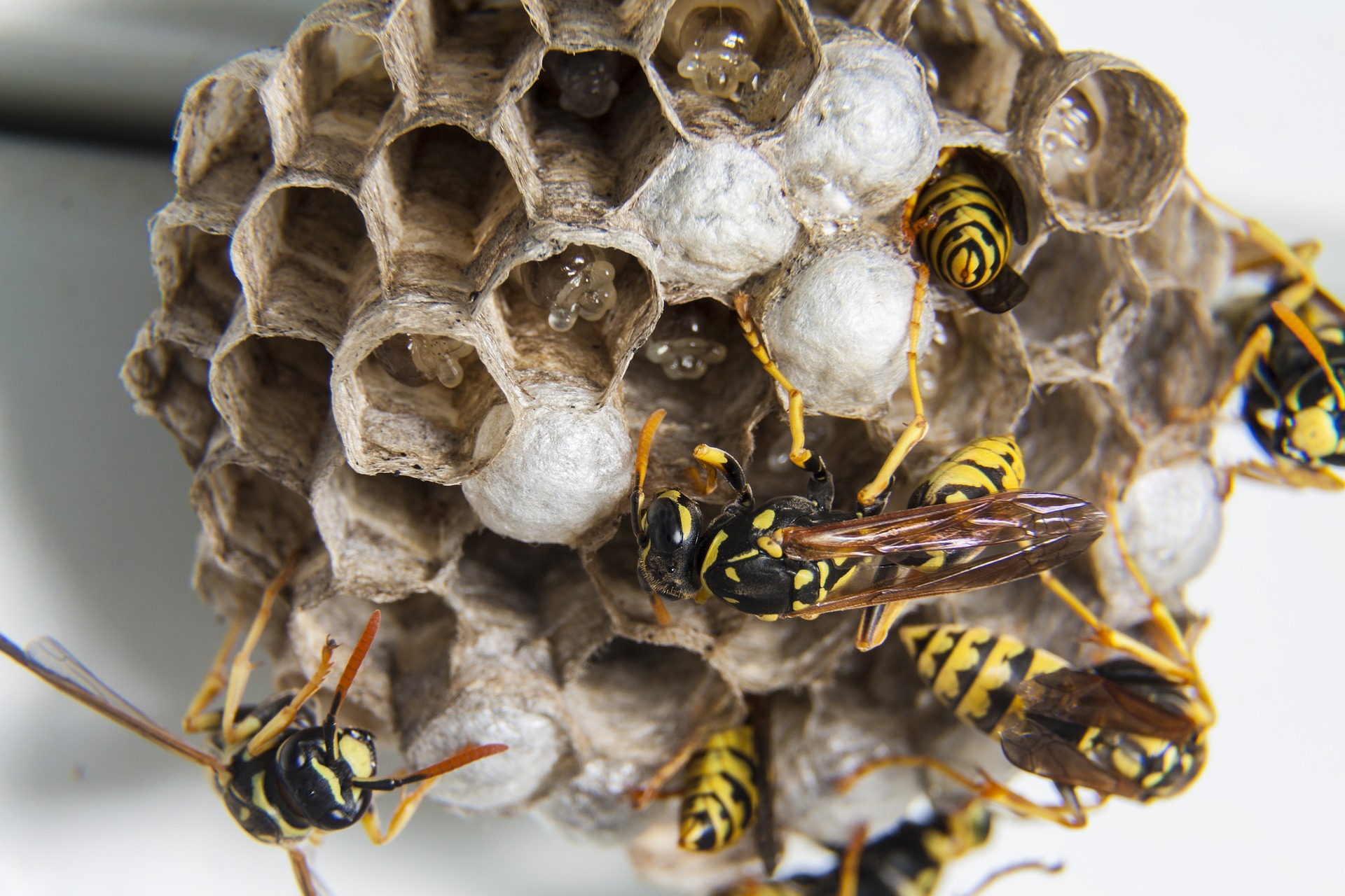 wasp nest removal service